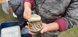 Les sardines