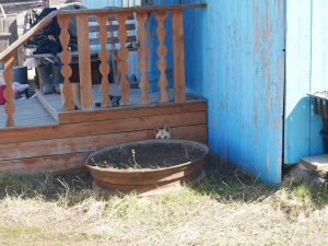 Un petit chiot qui joue à cache cache