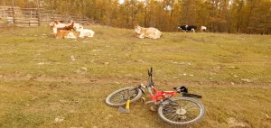 Vaches