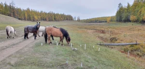 Chevaux